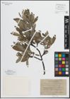 Foto von Salix glauca L. x Salix nigricans Sm.